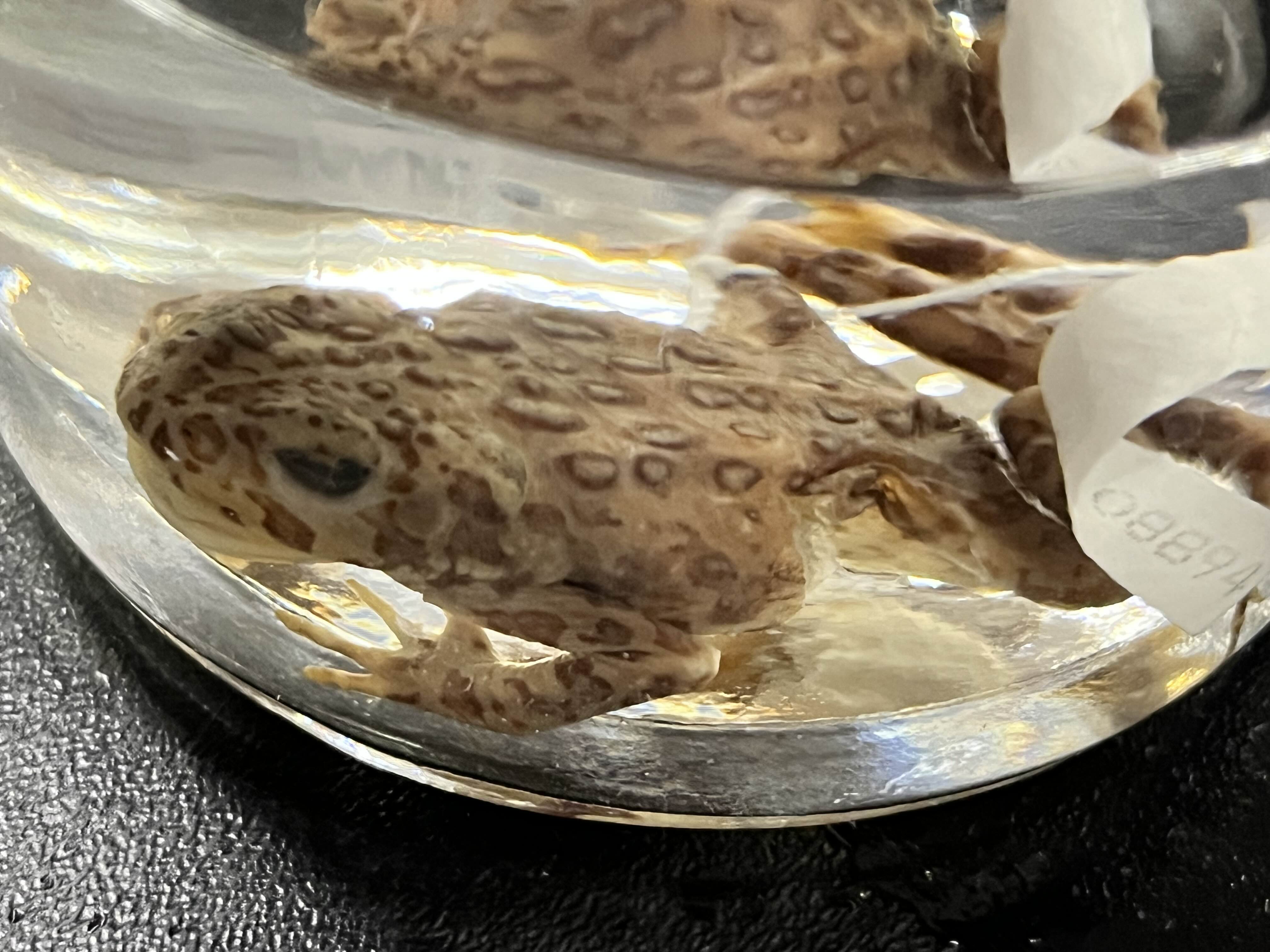 <p>Family + species?</p><ul><li><p><strong>Flat parotoid glands that are close</strong></p></li><li><p>only in Sierra Nevada</p></li><li><p>High Elevation</p></li><li><p>Threatened (ESA)</p></li></ul><p></p>