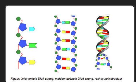 <p>nucleotiden verbinden met elkaar door de fosfaatgroep van de vorige nucleotide te verbinden met C<sub>3</sub> van de volgende </p><p>A-T + C-G → ontstaan dubbele streng DNA → helix</p>
