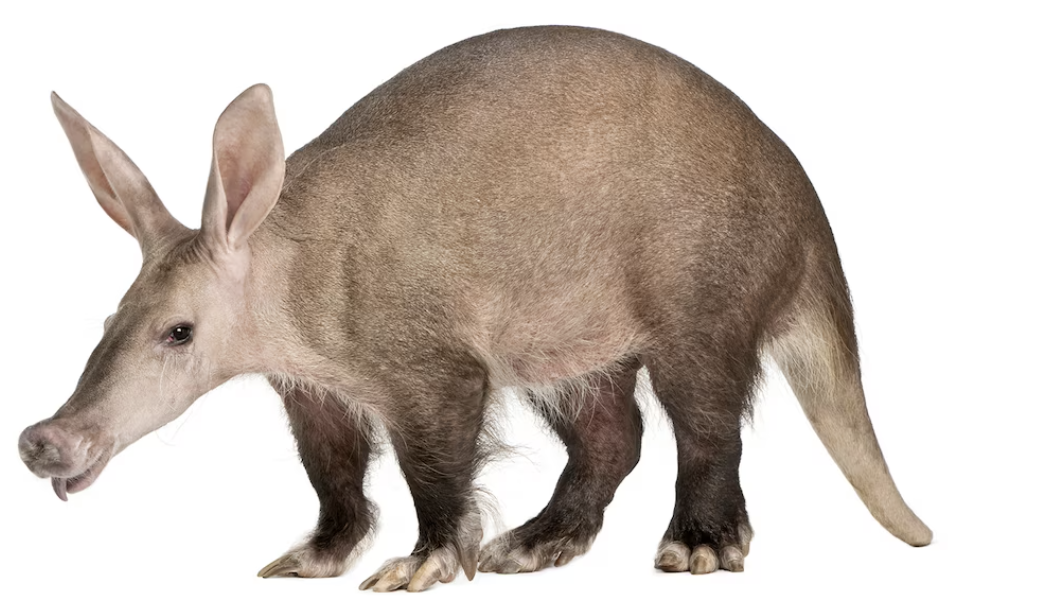 <p>Aardvarks</p>