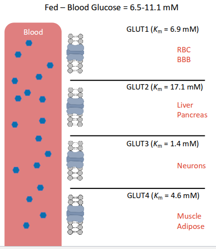 <ul><li><p>move fast in blood</p></li><li><p>pancreas release insulin into bloodstream</p></li><li><p>glut 3 in neurons get lots of glucose in brain</p></li><li><p>insulin receptors GLUT 4 muslce cells use glucose and store as fats</p></li></ul><p></p>