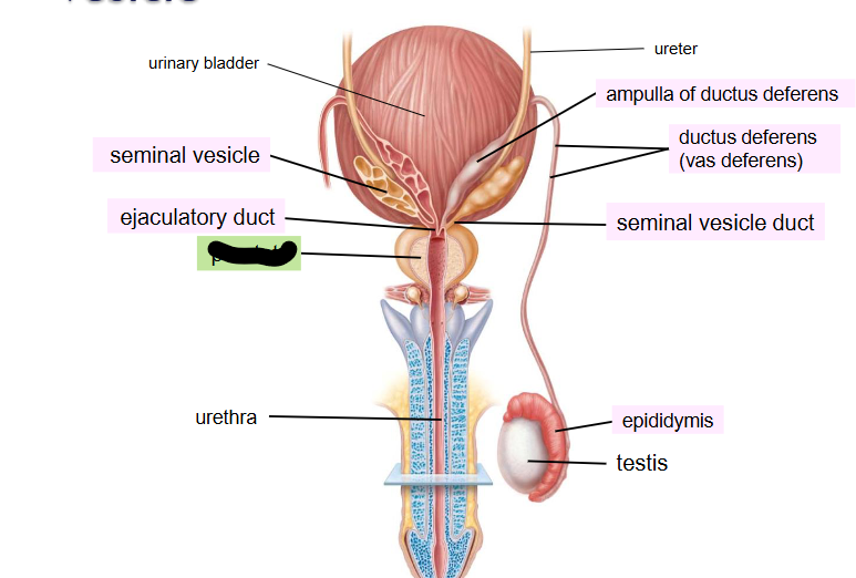<p>What is this within the Reproductive Ducts?</p>