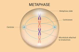 <p>Metaphase</p>
