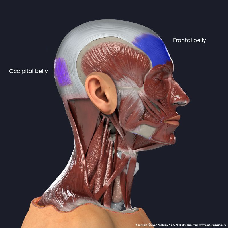 elevate the eyebrows and wrinkle the forehead skin with its frontal part, and to retract the scalp with its occipital part