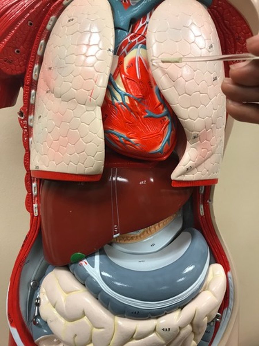 <p>similar to its counterpart, but at the level of the 4th costal cartilage, it deviates laterally and extends for a variable distance beyond the lateral margin of the sternum to form the cardiac notch</p>