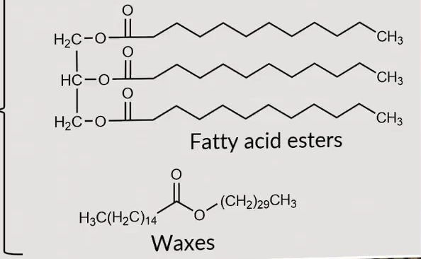 <p>waxes only have one ester functionality with long carbon chains on both sides where as fatty acid chains have 3 ester bonds and 3 long hydrocarbon chains (eve numbered)</p>
