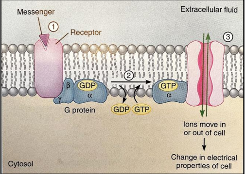 <ul><li><p>They share a <strong>similar mechanism</strong> with ligand-gated channels.</p></li><li><p>They are <strong>slow to open or close</strong> compared to other channels.</p></li><li><p>Once activated, they tend to <strong>stay open or closed for longer periods</strong> (minutes rather than milliseconds).</p></li></ul><p></p>