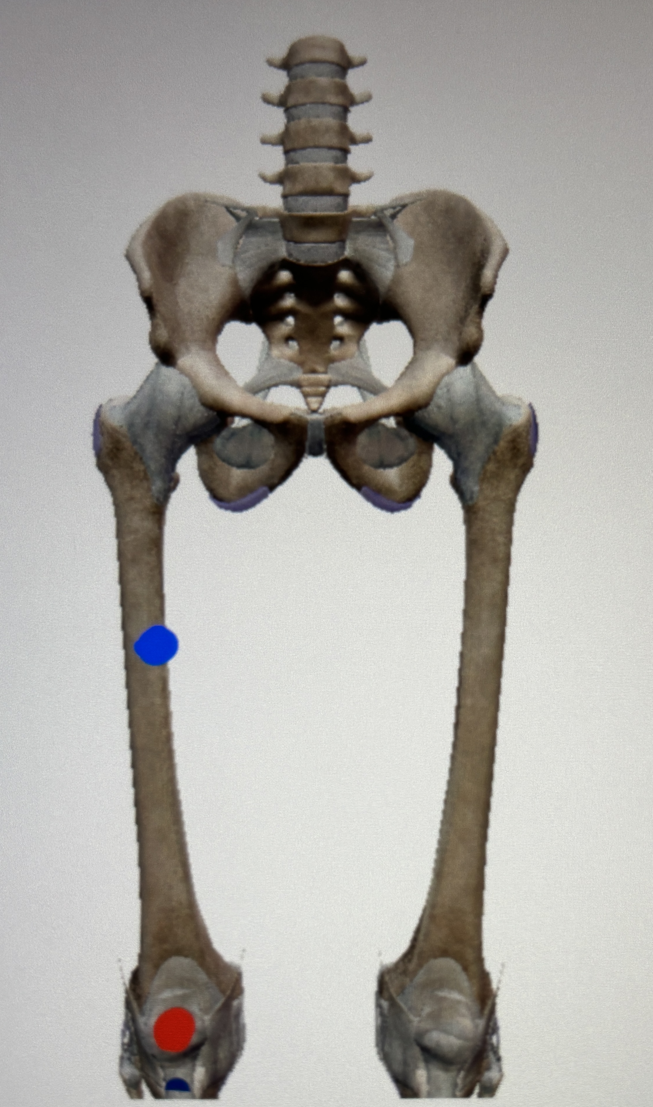 <p>What is this muscle</p>