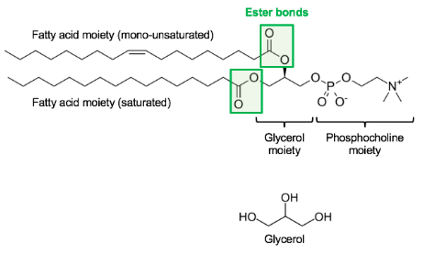 <p>Glycerophospholipids</p><p>( Phospholipid with glycerol )</p><p>- Contain fatty acids ( saturated or unsaturated )</p><p>- The two fatty acids are covalently linked to glycerol via ester bonds.</p><p>- The third OH group of glycerol is bound to another moiety (phosphocholine in the example shown here) which is called the "head group" of the lipid.</p>
