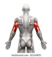 <p>posterior upper arm </p>