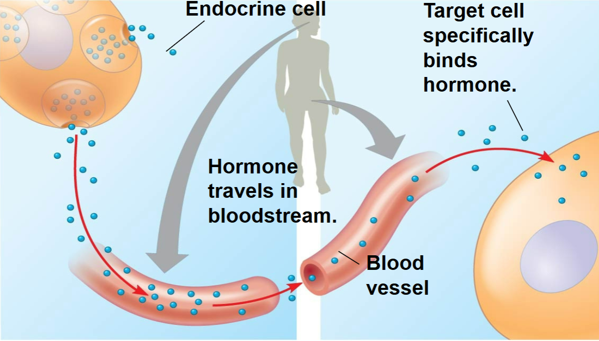 <p><span style="background-color: inherit; line-height: 23px;"><span>signal passing from one cell to a </span><u><span>remote</span></u><span> cell</span></span><span style="line-height: 23px;"><span> </span></span></p><ul><li><p class="Paragraph SCXO177097674 BCX0" style="text-align: left;"><span style="background-color: inherit; line-height: 23px;"><span>Endocrine glands- a ductless organ which groups endocrine cells</span></span><span style="line-height: 23px;"><span> </span></span></p></li><li><p class="Paragraph SCXO177097674 BCX0" style="text-align: left;"><span style="background-color: inherit; line-height: 23px;"><span>Endocrine signalling- aka ''Long-distance signalling''</span></span><span style="line-height: 23px;"><span> </span></span></p></li></ul><p></p>