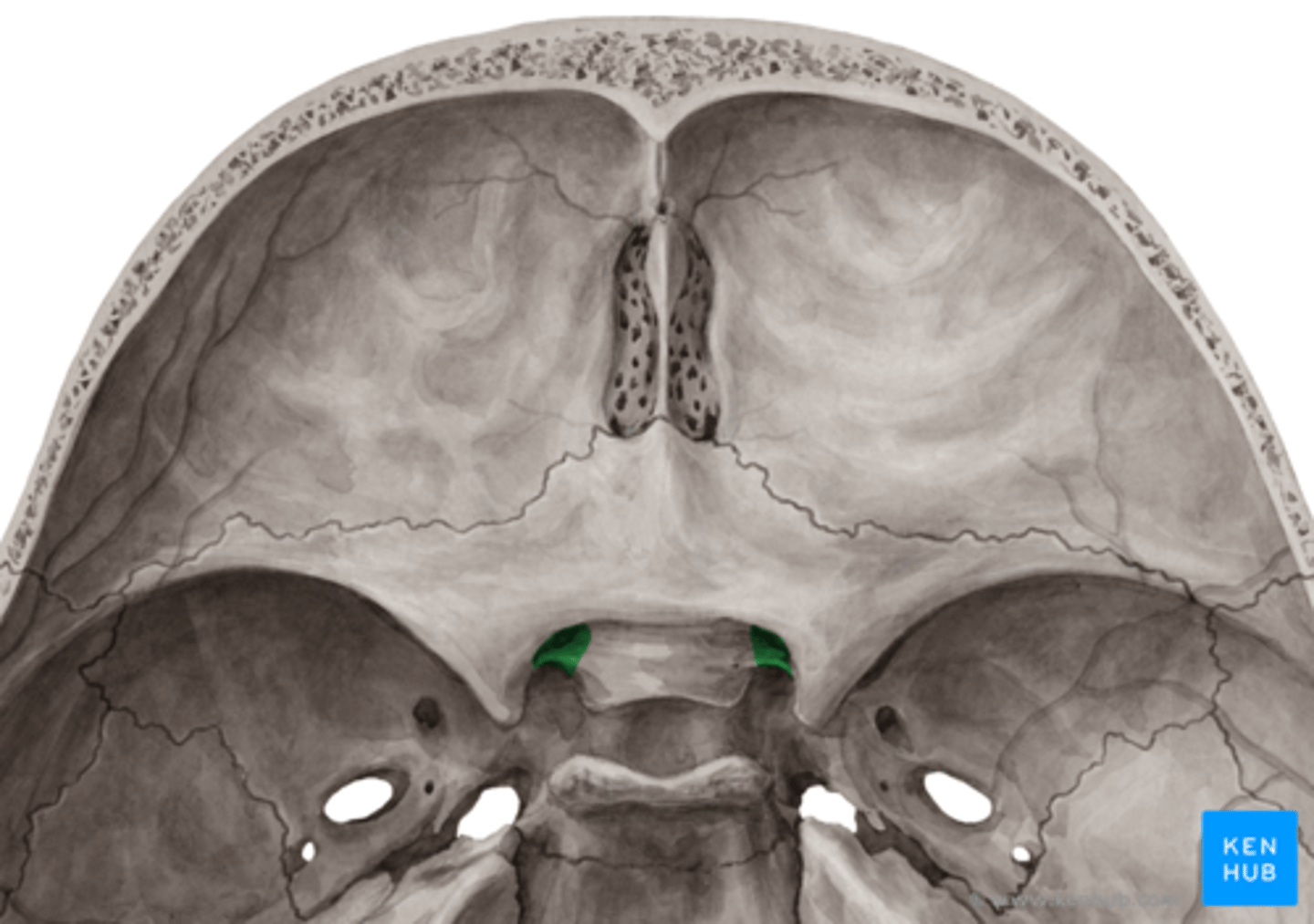 <p>Canalis opticus</p>
