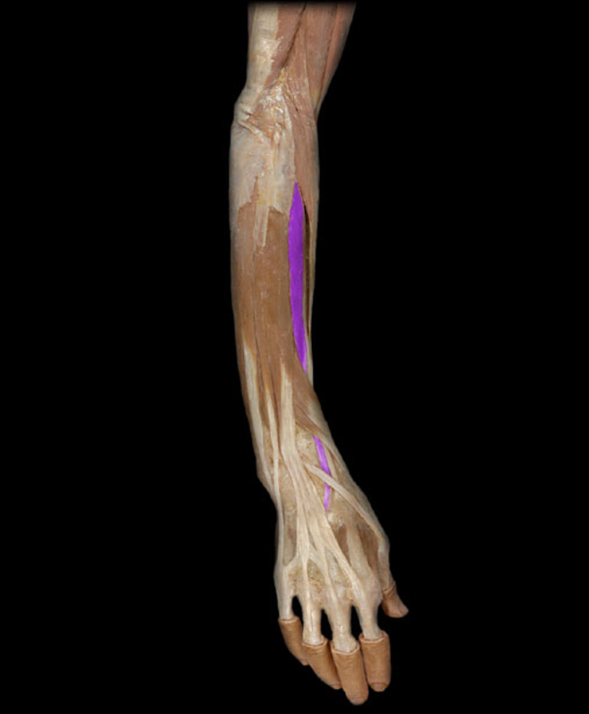 <p>Extensor carpi radialis brevis</p>