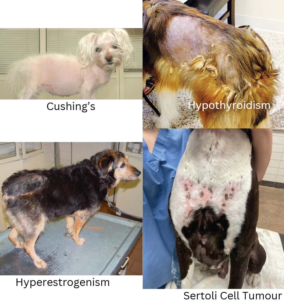 <ol><li><p>Cushing’s: Bilateral alopecia found throughout the body except on head or limbs.</p></li><li><p>Hypothyroidism: bilateral symmetrical alopecia w/ dull &amp; brittle hair coat, rat tail.</p></li><li><p>Hypoestrogenism: bilateral symmetrical alopecia of rump, flanks, earlobes, hyperpigmentation of linea alba, generalised dermatosis - except head &amp; limb.</p></li><li><p>Oestrogen-producing Sertoli cell testicular tumour</p><p></p></li></ol><p></p>