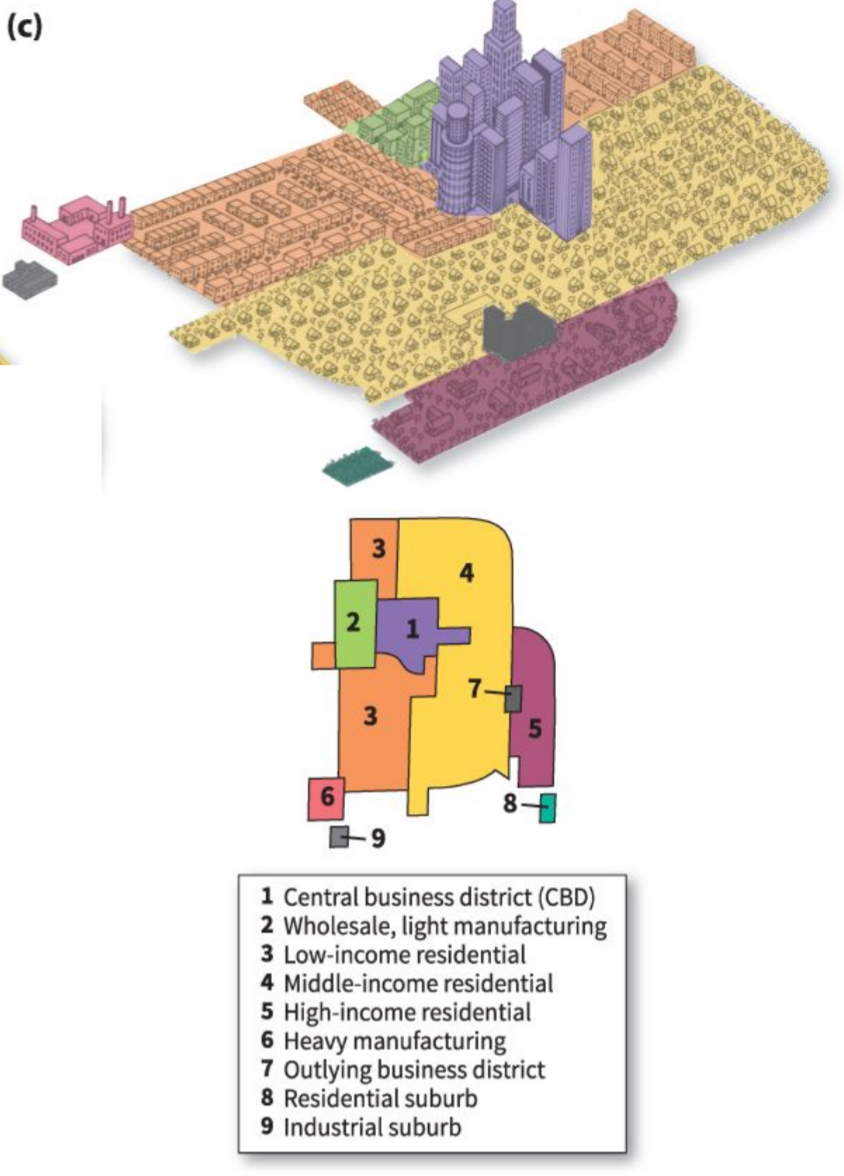 <p>a model of a city's internal organization, developed by Chauncy Harris and Edward Ullman, showing residential districts organized around several nodes rather than one central business district</p><ul><li><p>Chancy Harris and Edward Ullman, 1940s (around car invention)</p></li><li><p>Multiple nuclei instead of one CBD, decentralization and sprawl occurring due to cars/suburbanization, CBD less of a focal point</p></li><li><p>Each node attracted + repelled certain types of activities</p></li><li><p>Numerous zones of industry in various locations, including CBD, port, or outlying locations near an airport or other transp → attracted related industries and higher density housing</p><ul><li><p>Ex: A university or business park - attracts nearby restaurants, theaters, might create a district of student housing or high-quality homes nearby </p></li></ul></li></ul>