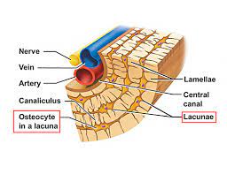 connect osteocytes, connect lacunae with each other and central canal