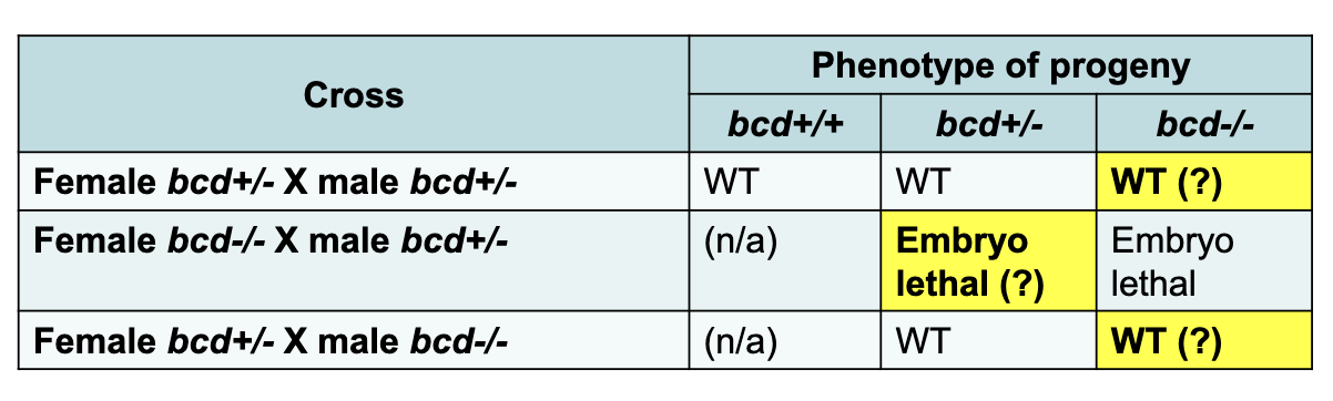 <p>Maternal Inheritance: as long as the female parent had a working copy of <em>bcd</em>, the progeny survived (even if progeny doesn’t have working copy of<em> bcd</em>)</p>