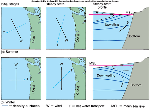 <ul><li><p>In this figures we are looking at the same coastal section during summer and winter. There is a north wind (the black arrow labeled W) in the summer and a south wind in the winter</p><ul><li><p>Note again how the winds are named for the direction they are blowing FROM</p></li></ul></li><li><p>Figure A</p><ul><li><p>In the initial stages, the surface current NET water transport (T) is at a 90 degree angle to the right of the direction of the wind, as predicted bu the Ekman spiral</p></li><li><p>However, the flow of water moves water away from the coast creating a sort of resistance and at steady state the net transport will be 45 degrees to the right away from the shore</p></li><li><p>The last figure shows how the movement of water away from the hore affects water movement at the coast </p><ul><li><p>We have moved water away from the shore and continuity of flow means this water has to be from the shore and continuity of flow means this water has to be replaced</p><ul><li><p>This occurs through near coastal upwelling </p><ul><li><p>Note how water surface is sloped, reflecting the movement of water away from the coast </p></li></ul></li></ul></li></ul></li></ul></li><li><p>Figure B</p><ul><li><p>In the winter, we have a south wind</p></li><li><p>Initially, the Ekman transport is at 90 degrees to the right of the wind</p></li><li><p>At steady state, water transport will be at 45 degrees to the right of the wind </p><ul><li><p>Water is moving towards the coast, it piles up, has to go somewhere and downwelling occurs</p><ul><li><p>Note the slope of the surface, reflecting that water that has piled up against the coast </p></li></ul></li></ul></li></ul></li></ul>