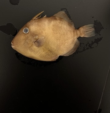 <p>Triggerfishes</p>