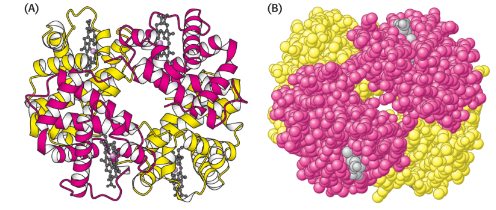 <p>composed of multiple polypeptide chains or subunits</p><ul><li><p>not all proteins show this level of complexity  </p></li></ul><p></p>