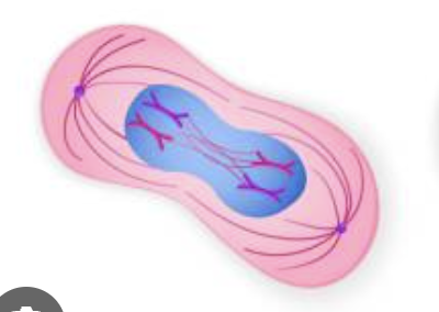 <p>What phase is this cell in?</p>