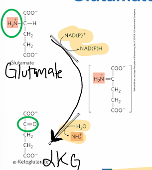 <p>oxidative deamination; L-glutamate &gt; aKG, helps renew ala-aKG transaminase</p><p>produces NADH and NH4+ ammonia</p><p>in mitoC matrix of liver</p><p>reversible, has intermediate</p>