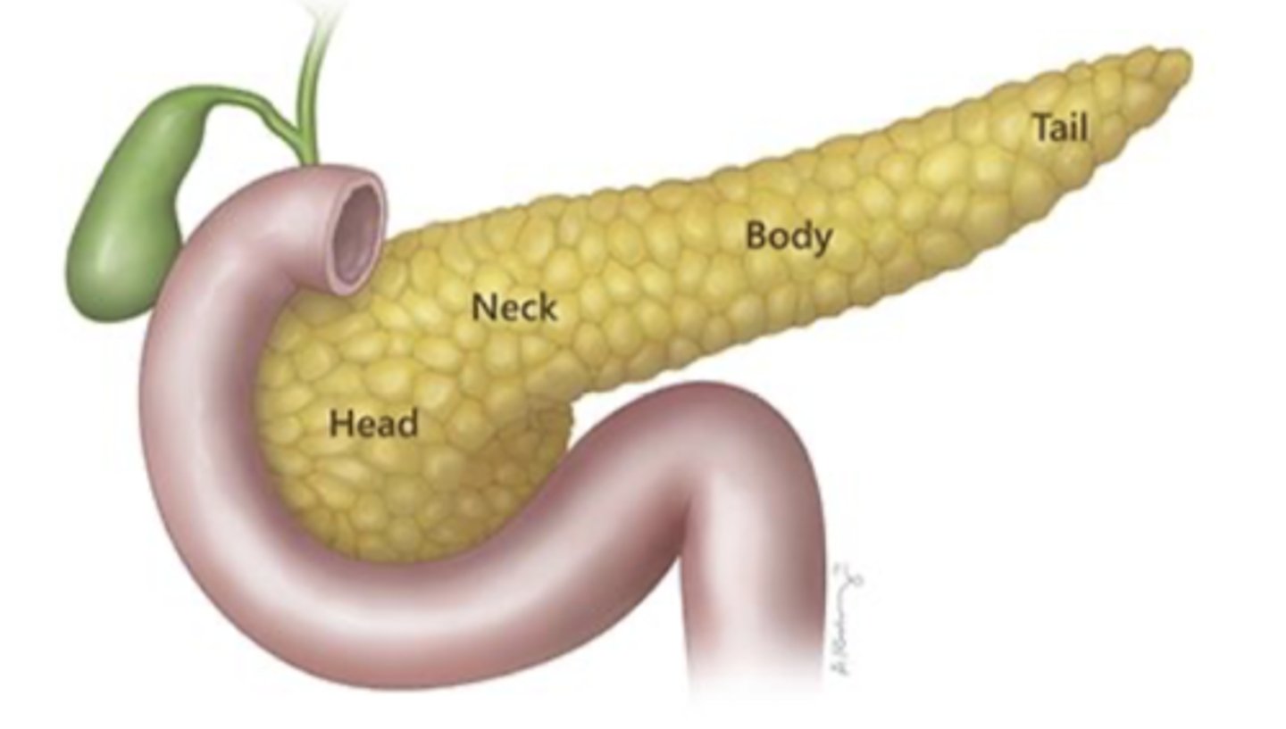 <p>Head, neck, body, and tail.</p>