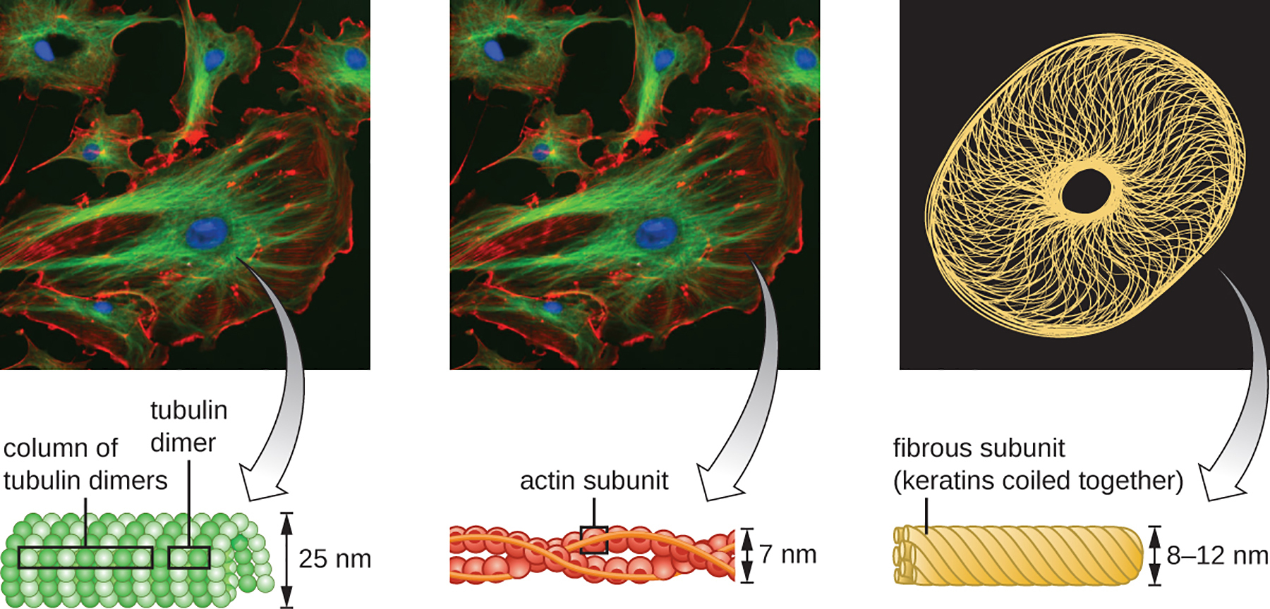 <p><strong>Q:</strong> What are the three main components of the cytoskeleton in eukaryotic cells?</p>