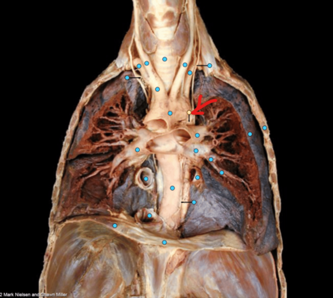 knowt flashcard image