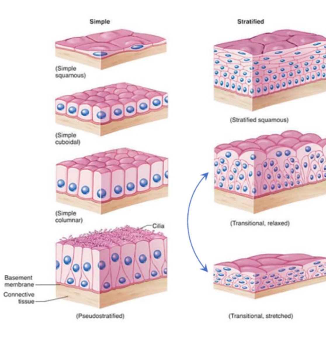 <p>1. polarity<br>2. specialized contacts<br>3. supported by connective tissue<br>4. avascular<br>5. regeneration</p>