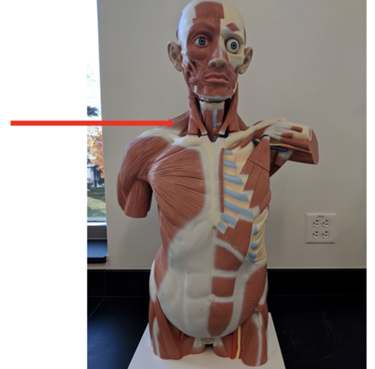 <p>what is this?</p>