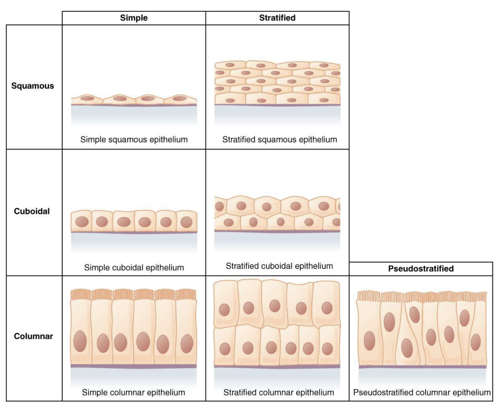 <p>adhere closely to one another to form continuous sheets that cover body surfaces</p><p></p><p>role: protection, absorption, secretion</p>