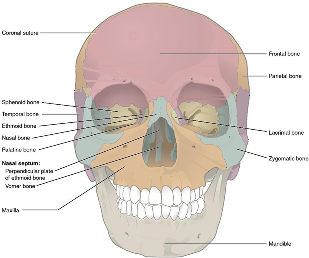 <ul><li><p>Nasal bones: support the uppermost part of the nose</p></li><li><p>lacrimal bones: found at the medial part of the eye socket. They have lacrimal fossa to all tears to drain</p></li><li><p>Zygomatic bones: the posterior portion of the cheek</p></li><li><p>Palatine bones: the posterior portion of the bony palate of the mouth</p></li><li><p>Maxilla: forms the upper jaw, anterior face, and inferior eye sockets</p></li><li><p>Mandible: the lower jaw</p></li><li><p>Vomer: forms the posteiror inferior portion of the nasal septum and the superior, posterior part of the nasal cavity</p></li></ul><p></p>