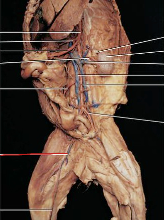 <p>provides or drains blood to/from lower limbs</p>