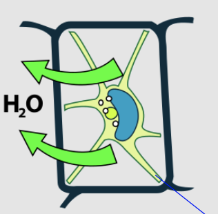 <p>what type of solution is this plant cell in?</p><p>what state is this plant cell in?</p><p>what is the blue line pointing to (bottom right of cell)?</p>