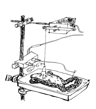 <p>Record electrical acitivty of heart</p><ul><li><p>using pin electrode through <strong>tip of ventricle</strong></p></li></ul><p>simultaneously</p><ul><li><p>record contraction of heart→ connect pin electrode to <strong>mechanical transducer</strong></p><ul><li><p>using long piece of thread</p></li></ul></li></ul><p></p>