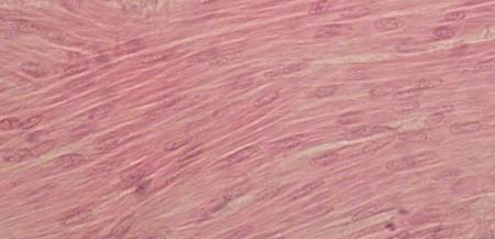 <p>Name the tissue</p>