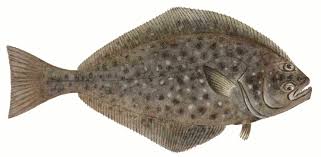 <p>Fish and Crustaceans 101 HALIBUT</p>