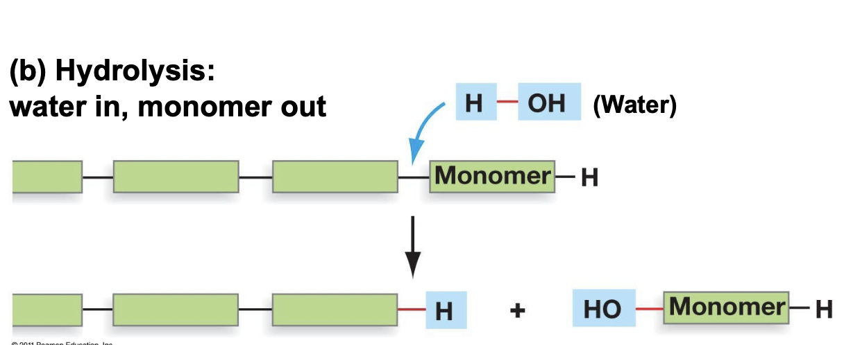 <ul><li><p>Occurs through a hydrolysis reaction (water in monomer out), catabolic (releases energy)</p></li><li><p>With the help of one water molecule, the polymer releases one monomer</p></li><li><p>Ex. digestion of food molecules for energy generation</p></li></ul>