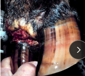 <p><span>Foot Rot (Interdigital dermatitis) </span></p>