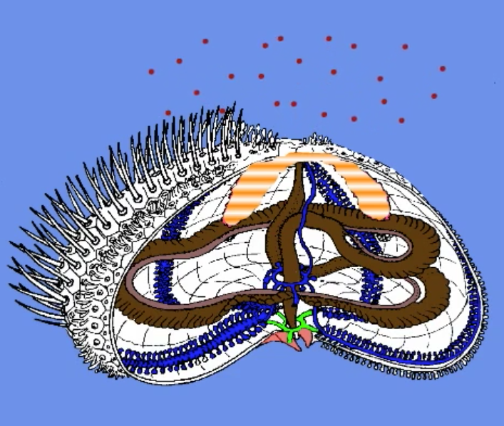 <ul><li><p>reproductive organ</p></li><li><p>usually 5</p></li><li><p>feels like jelly</p></li><li><p>looks like a tongue</p></li></ul>