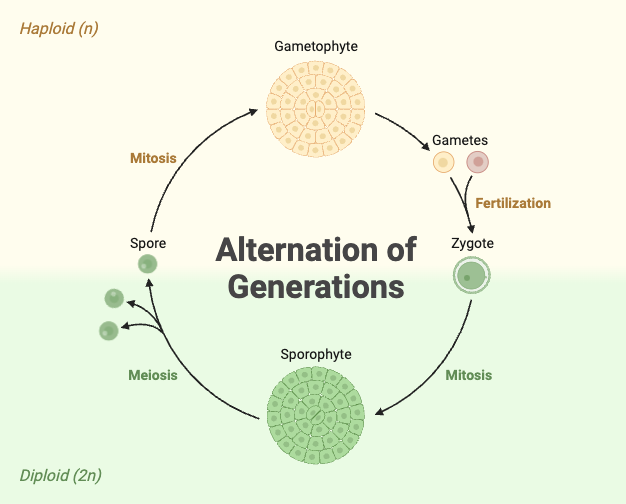 <p>Gametophyte- Haploid</p><p>Sporophyte- Diploid</p>