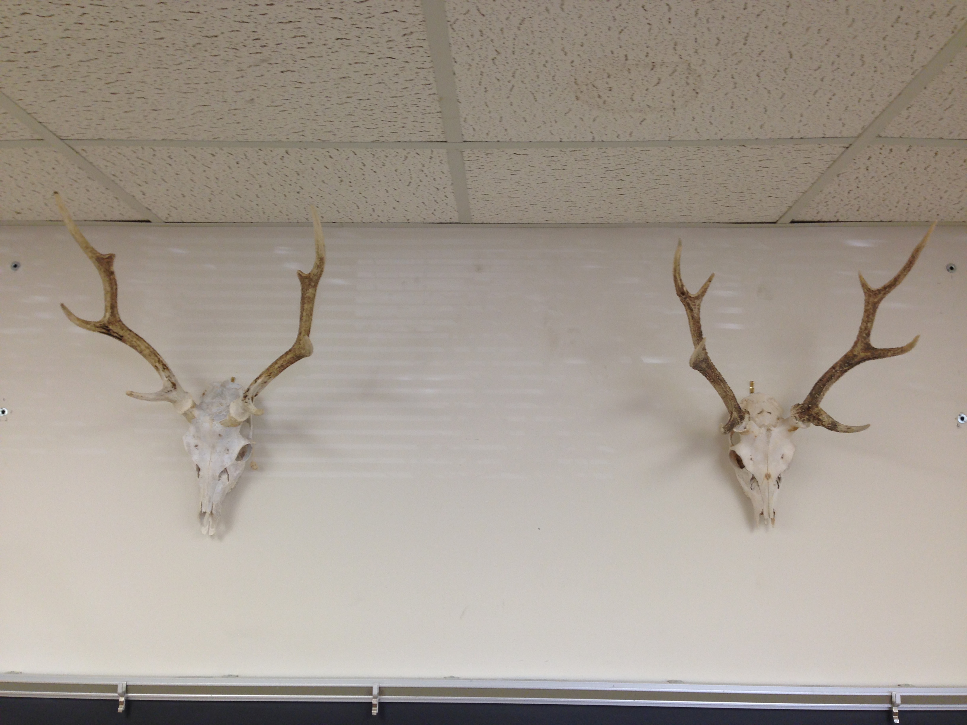 <p>Cervus nippon </p>