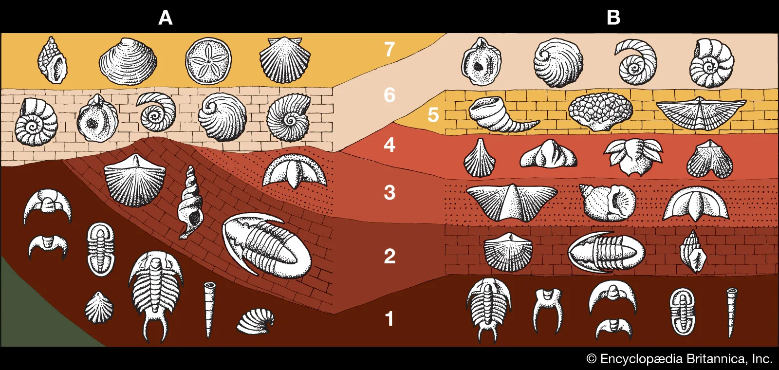 <p>Fossil record</p>