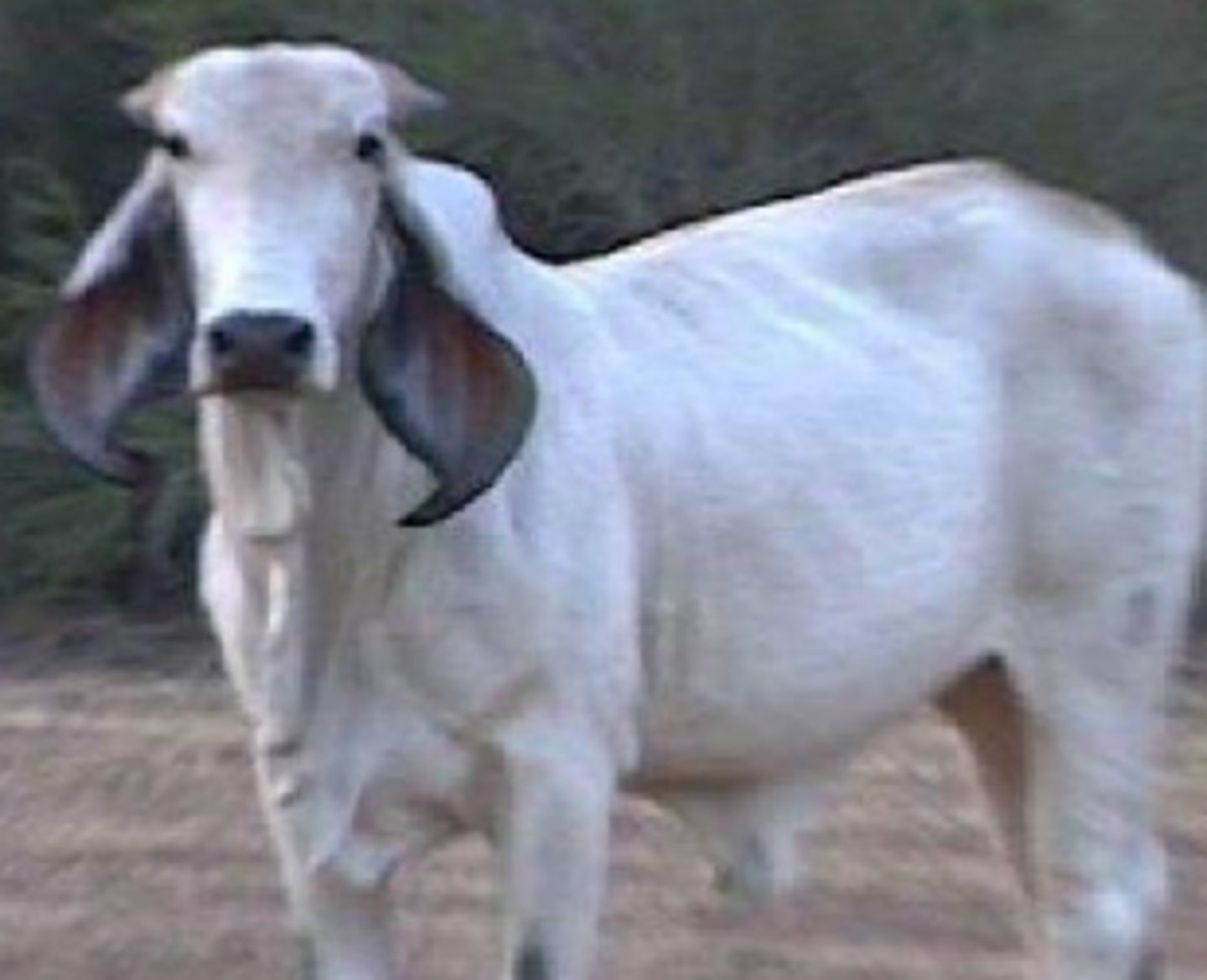 <p>- Extremely long, large, pendulous ears</p><p>- Taller and lighter muscles</p>