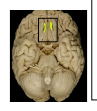 <p>CN I fibers pass through </p>
