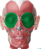 <p>BQ:WHAT MUSCLE IS THIS ON THE FACE?</p>