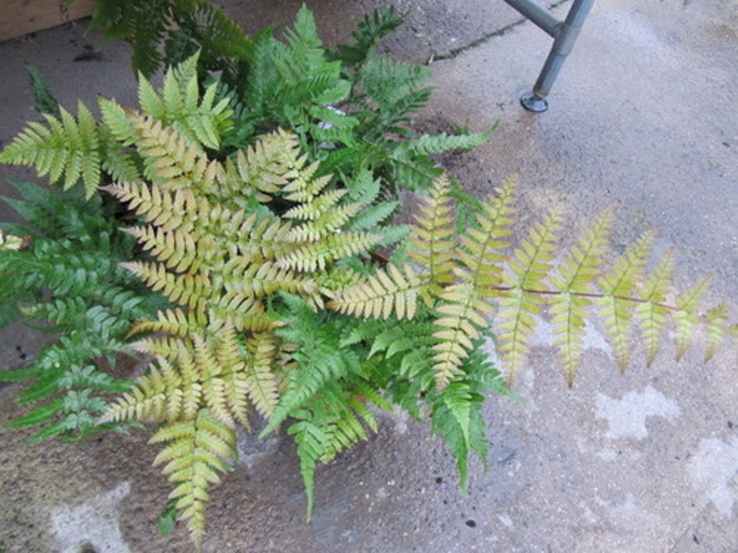 <p>Autumn Fern</p>