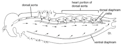 <p>has the same functions of the vertebrate blood and lymph combined (except that oxygen reaches cells through the tracheal system - CO2 dissolves and is excreted by the malpighian tubes). Also acts as a physical force (hydraulic) to extend proboscis, reproductive organs, molt.</p>