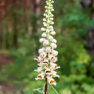 <p>digitalis lanata </p>