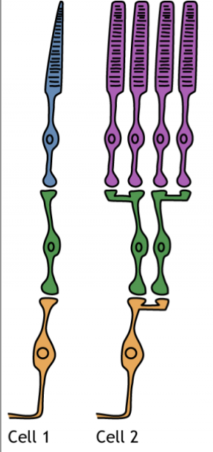 <p>1:1 degree of convergence for cones!</p><p>1 cone for each ganglion cell.</p>